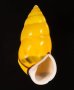 ソコミドリマレーマイマイ Amphidromus perversus butoti infraviridisfig.1