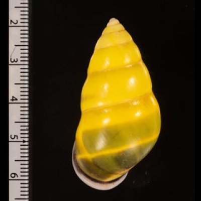 ソコミドリマレーマイマイ Amphidromus perversus butoti infraviridisfig.2