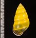 ソコミドリマレーマイマイ Amphidromus perversus butoti infraviridisfig.2
