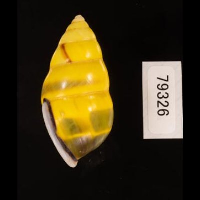 ソコミドリマレーマイマイ Amphidromus perversus butoti infraviridisfig.3