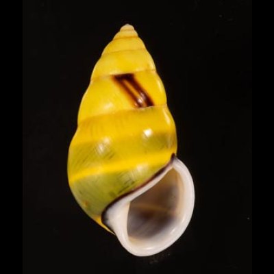 ソコミドリマレーマイマイ Amphidromus perversus butoti infraviridisfig.1