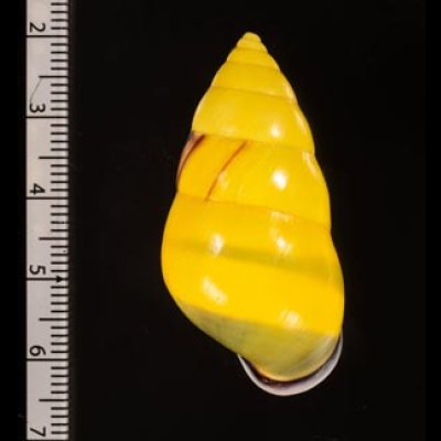 ソコミドリマレーマイマイ Amphidromus perversus butoti infraviridisfig.2