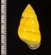 ソコミドリマレーマイマイ Amphidromus perversus butoti infraviridisfig.2