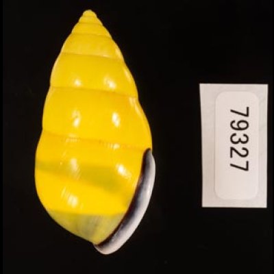 ソコミドリマレーマイマイ Amphidromus perversus butoti infraviridisfig.3