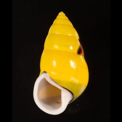 ソコミドリマレーマイマイ Amphidromus perversus butoti infraviridisfig.1