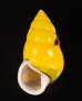 ソコミドリマレーマイマイ Amphidromus perversus butoti infraviridisfig.1