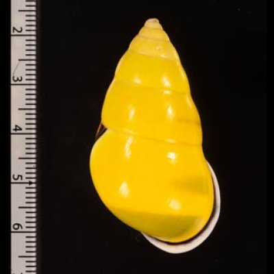 ソコミドリマレーマイマイ Amphidromus perversus butoti infraviridisfig.2