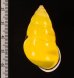 ソコミドリマレーマイマイ Amphidromus perversus butoti infraviridisfig.2