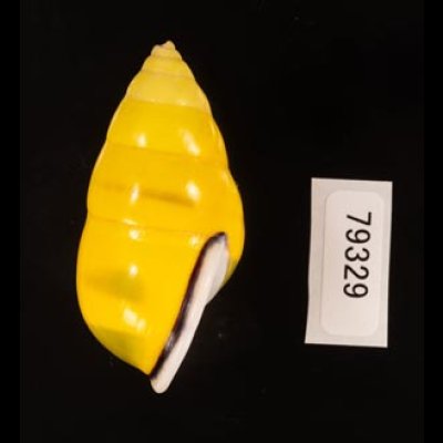 ソコミドリマレーマイマイ Amphidromus perversus butoti infraviridisfig.3