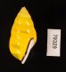 ソコミドリマレーマイマイ Amphidromus perversus butoti infraviridisfig.3