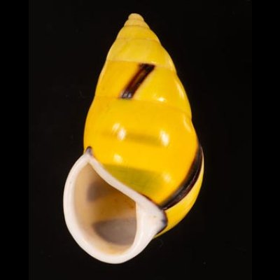 ソコミドリマレーマイマイ Amphidromus perversus butoti infraviridisfig.1