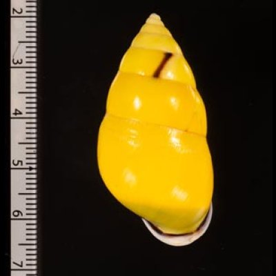 ソコミドリマレーマイマイ Amphidromus perversus butoti infraviridisfig.2