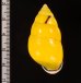 ソコミドリマレーマイマイ Amphidromus perversus butoti infraviridisfig.2