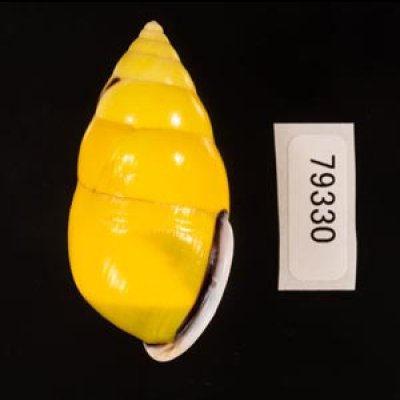 ソコミドリマレーマイマイ Amphidromus perversus butoti infraviridisfig.3