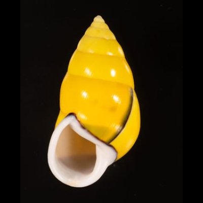 ソコミドリマレーマイマイ Amphidromus perversus butoti infraviridisfig.1