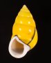 ソコミドリマレーマイマイ Amphidromus perversus butoti infraviridisfig.1