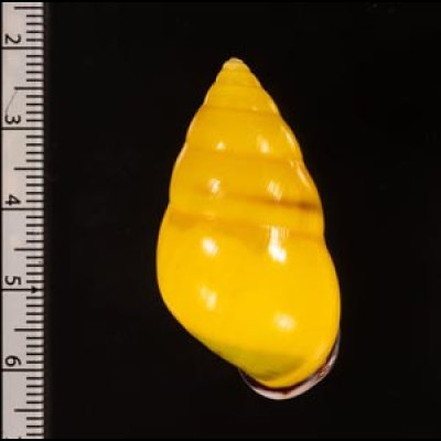 ソコミドリマレーマイマイ Amphidromus perversus butoti infraviridisfig.2