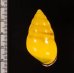 ソコミドリマレーマイマイ Amphidromus perversus butoti infraviridisfig.2