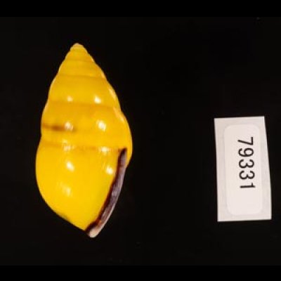 ソコミドリマレーマイマイ Amphidromus perversus butoti infraviridisfig.3