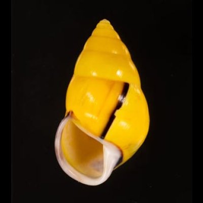 ソコミドリマレーマイマイ Amphidromus perversus butoti infraviridisfig.1