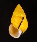 ソコミドリマレーマイマイ Amphidromus perversus butoti infraviridisfig.1