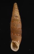 Papillifera bidens circinata ホソチクビギセル (仮称)