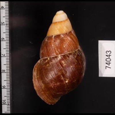 クチベニシロスジタケノコマイマイ Chrysallis caniceps demesaifig.2