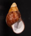 Chrysallis caniceps demesai クチベニシロスジタケノコマイマイ