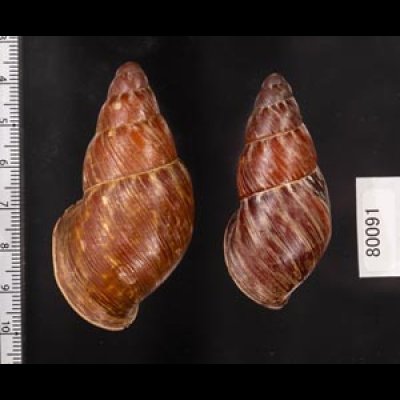 クチベニシロスジタケノコマイマイ Chrysallis caniceps demesaifig.2