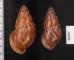 クチベニシロスジタケノコマイマイ Chrysallis caniceps demesaifig.2