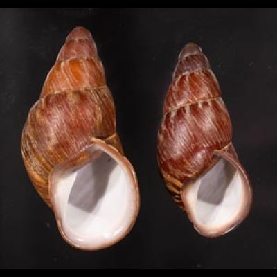 クチベニシロスジタケノコマイマイ Chrysallis caniceps demesaifig.1
