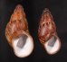 クチベニシロスジタケノコマイマイ Chrysallis caniceps demesaifig.1