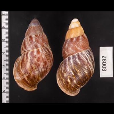 クチベニシロスジタケノコマイマイ Chrysallis caniceps demesaifig.2