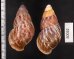 クチベニシロスジタケノコマイマイ Chrysallis caniceps demesaifig.2
