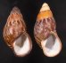 クチベニシロスジタケノコマイマイ Chrysallis caniceps demesaifig.1
