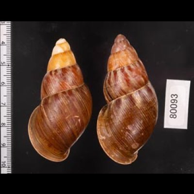クチベニシロスジタケノコマイマイ Chrysallis caniceps demesaifig.2