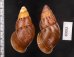 クチベニシロスジタケノコマイマイ Chrysallis caniceps demesaifig.2