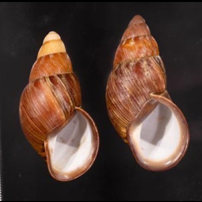クチベニシロスジタケノコマイマイ Chrysallis caniceps demesaifig.1