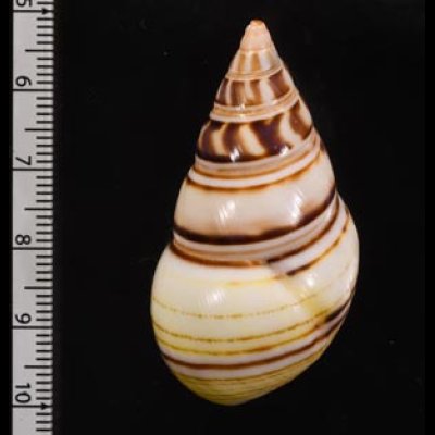 コシオビイトヒキマイマイ Liguus fasciatus achatinusfig.2