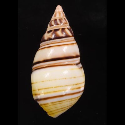 コシオビイトヒキマイマイ Liguus fasciatus achatinusfig.3