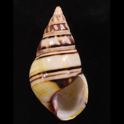 コシオビイトヒキマイマイ Liguus fasciatus achatinusfig.1