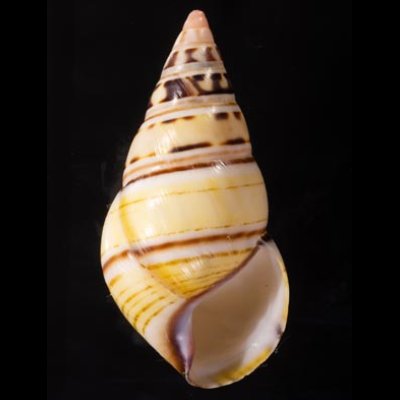 コシオビイトヒキマイマイ Liguus fasciatus achatinusfig.1