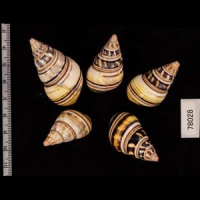 コシオビイトヒキマイマイ Liguus fasciatus achatinusfig.2