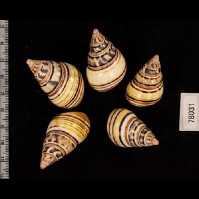 コシオビイトヒキマイマイ Liguus fasciatus achatinusfig.2