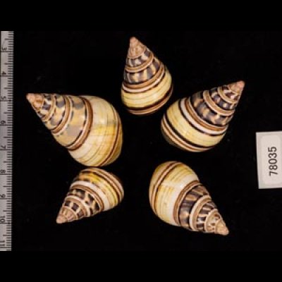 コシオビイトヒキマイマイ Liguus fasciatus achatinusfig.2