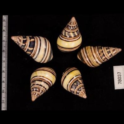 コシオビイトヒキマイマイ Liguus fasciatus achatinusfig.2