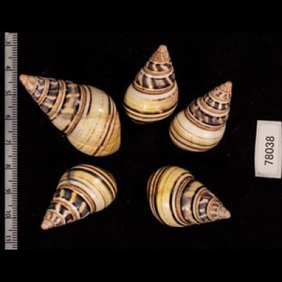 コシオビイトヒキマイマイ Liguus fasciatus achatinusfig.2