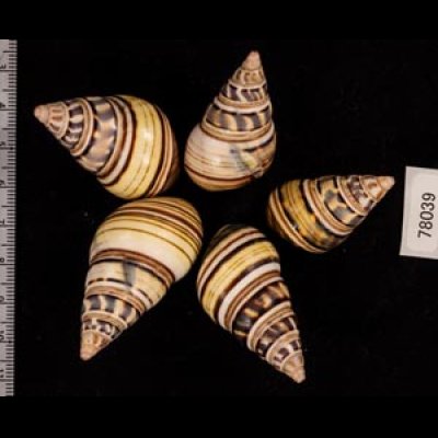 コシオビイトヒキマイマイ Liguus fasciatus achatinusfig.2