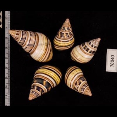 コシオビイトヒキマイマイ Liguus fasciatus achatinusfig.2