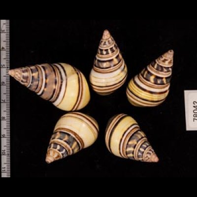 コシオビイトヒキマイマイ Liguus fasciatus achatinusfig.2